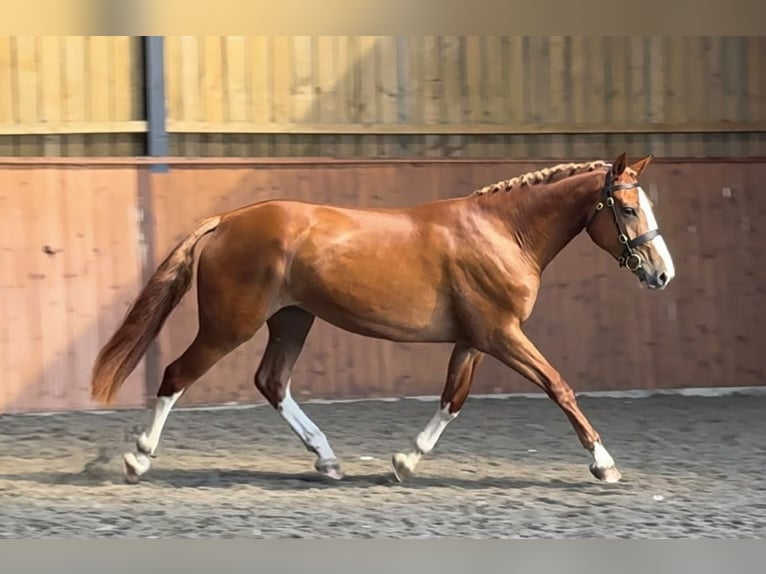 Draft Horse Giumenta 3 Anni 172 cm Sauro scuro in Essex