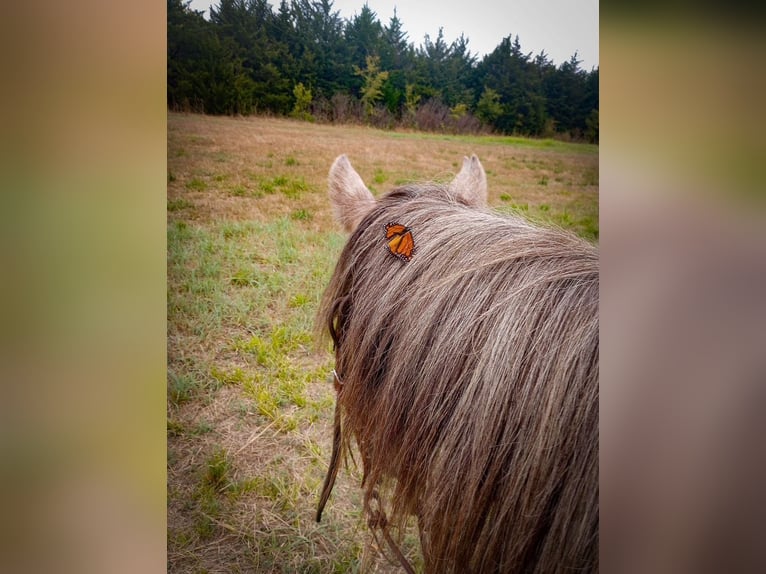 Draft Horse Giumenta 3 Anni Grigio in Caddo