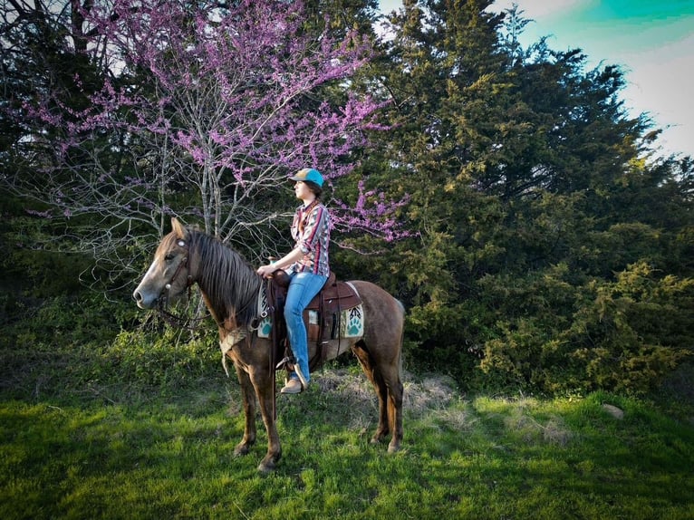 Draft Horse Giumenta 3 Anni Grigio in Caddo
