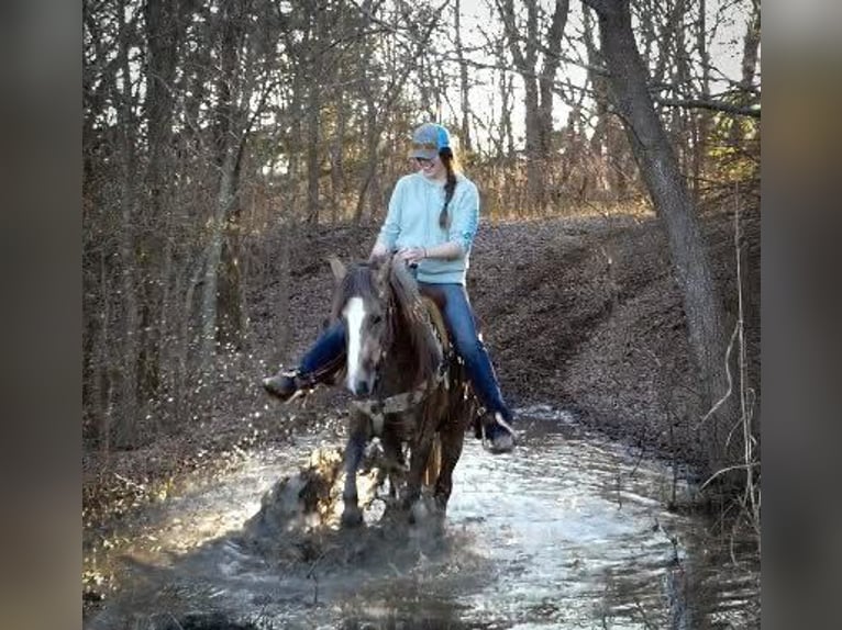 Draft Horse Giumenta 3 Anni Grigio in Caddo