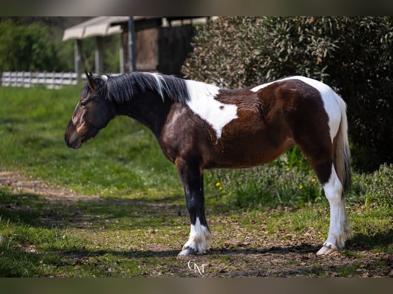 Draft Horse Mix Giumenta 4 Anni 150 cm Pezzato in Cassano D'Adda