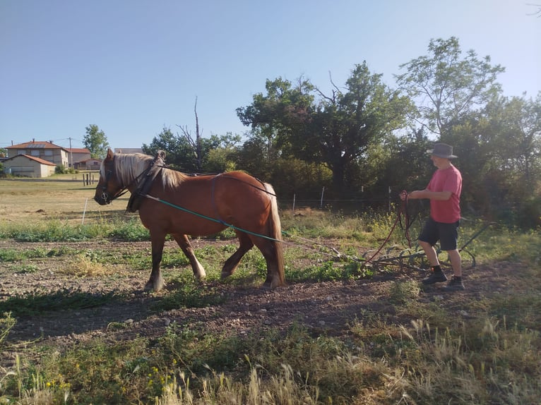 Draft Horse Giumenta 4 Anni 151 cm Sauro in Souternon