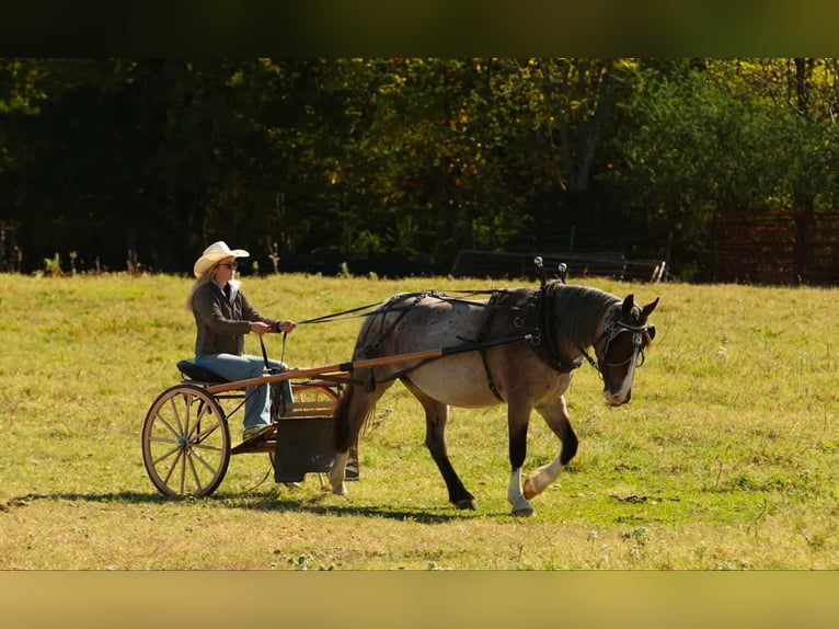 Draft Horse Mix Giumenta 4 Anni 152 cm Baio roano in Quitman Draft Horse Mix Giumenta 4 Anni 152 cm Baio roano in Quitman