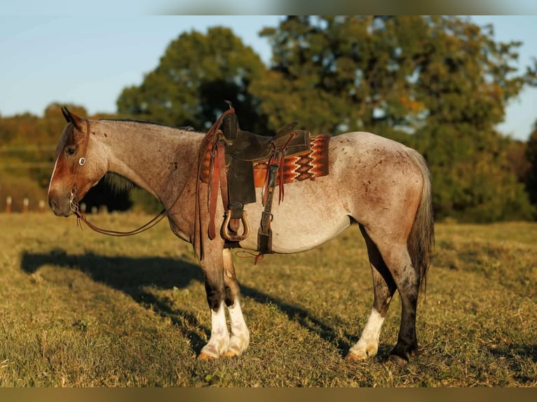 Draft Horse Mix Giumenta 4 Anni 152 cm Baio roano in Quitman Draft Horse Mix Giumenta 4 Anni 152 cm Baio roano in Quitman