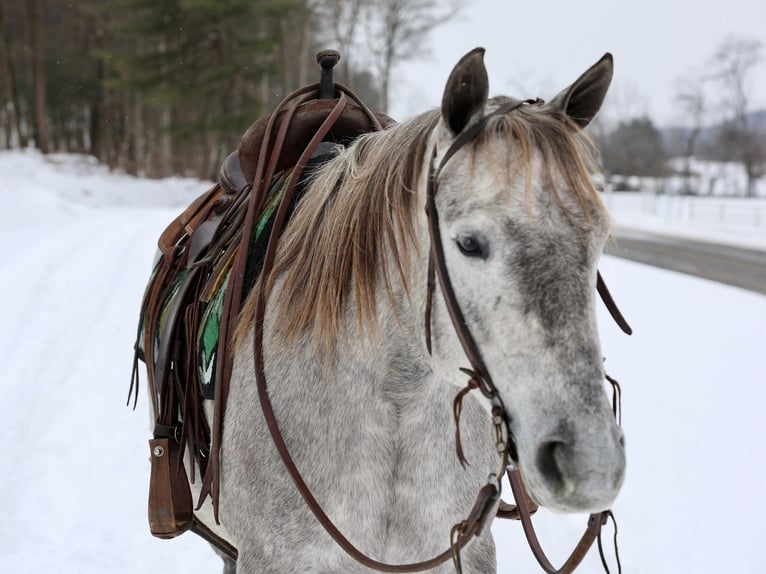 Draft Horse Mix Giumenta 4 Anni 152 cm Grigio in Beaver Springs