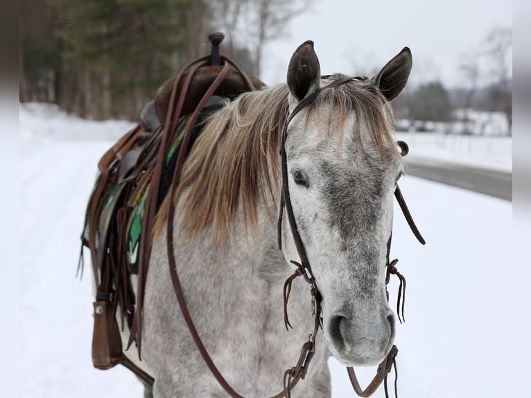 Draft Horse Mix Giumenta 4 Anni 152 cm Grigio in Beaver Springs