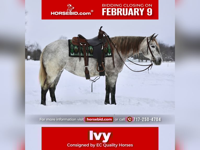 Draft Horse Mix Giumenta 4 Anni 152 cm Grigio in Beaver Springs