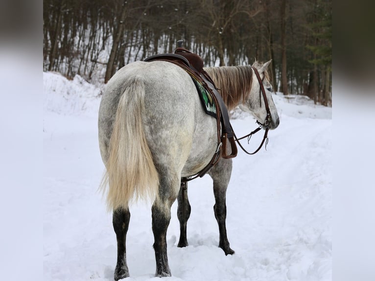 Draft Horse Mix Giumenta 4 Anni 152 cm Grigio in Beaver Springs