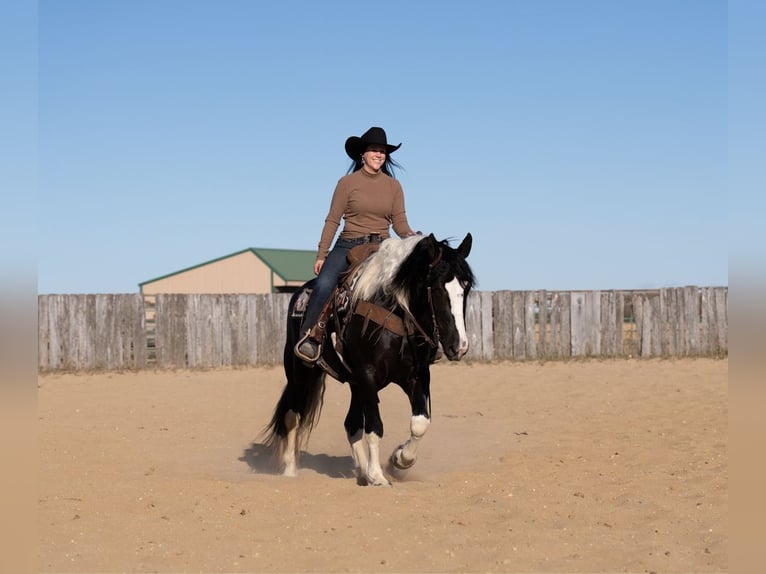 Draft Horse Mix Giumenta 4 Anni 152 cm in Nevis, MN