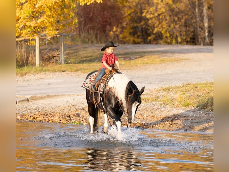 Draft Horse Mix Giumenta 4 Anni 152 cm in Nevis, MN