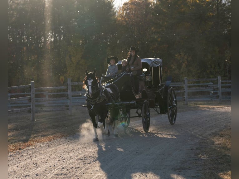 Draft Horse Mix Giumenta 4 Anni 152 cm in Nevis, MN