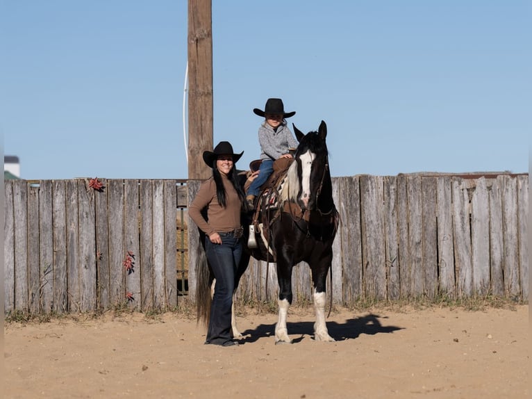 Draft Horse Mix Giumenta 4 Anni 152 cm in Nevis, MN