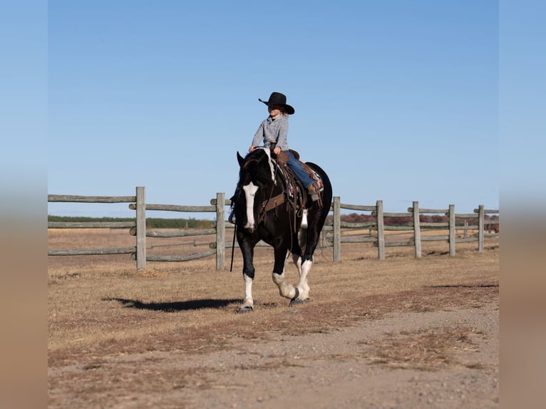 Draft Horse Mix Giumenta 4 Anni 152 cm in Nevis, MN