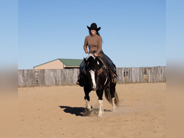 Draft Horse Mix Giumenta 4 Anni 152 cm in Nevis, MN