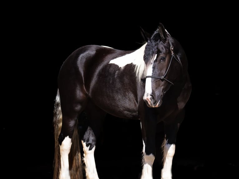 Draft Horse Mix Giumenta 4 Anni 152 cm in Nevis, MN