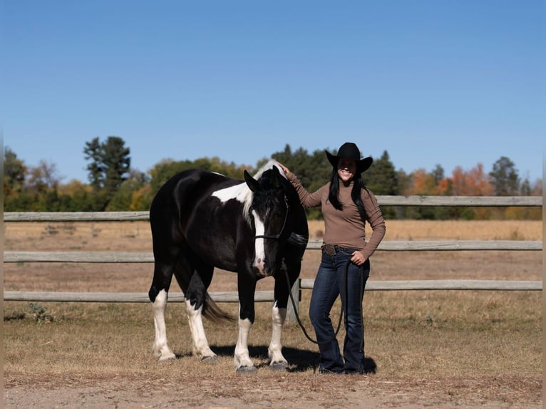 Draft Horse Mix Giumenta 4 Anni 152 cm in Nevis, MN