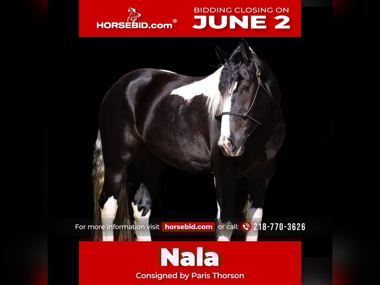 Draft Horse Mix Giumenta 4 Anni 152 cm in Nevis, MN