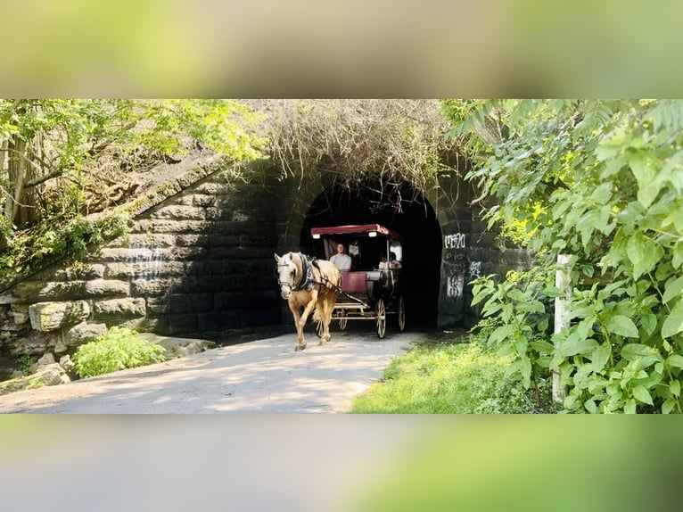 Draft Horse Giumenta 4 Anni 155 cm Palomino in Gap