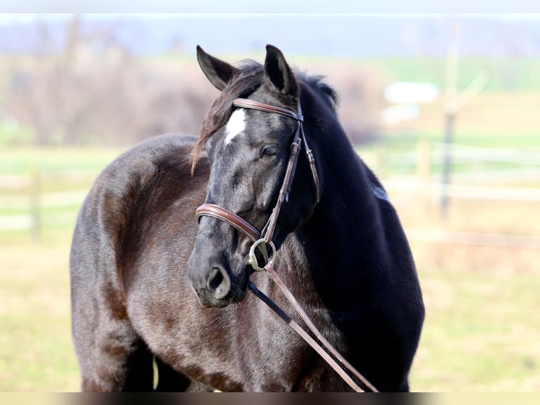 Draft Horse Mix Giumenta 4 Anni 155 cm Pezzato in Gap