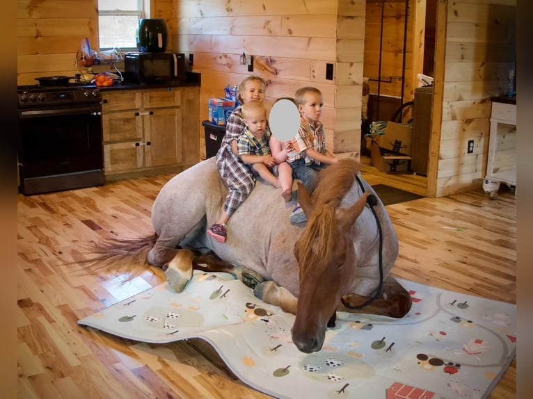 Draft Horse Giumenta 4 Anni 155 cm Roano rosso in Liberty, KY