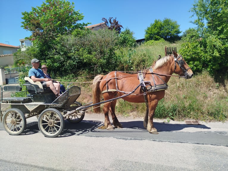 Draft Horse Giumenta 4 Anni 157 cm Sauro in Souternon