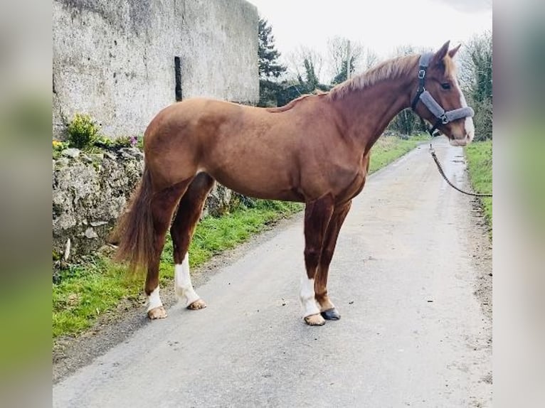 Draft Horse Giumenta 4 Anni 158 cm Sauro scuro in Sligo