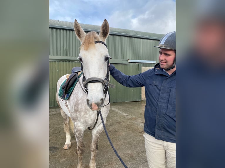 Draft Horse Giumenta 4 Anni 160 cm Grigio pezzato in Sligo