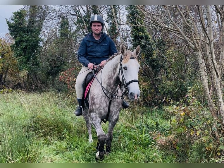 Draft Horse Giumenta 4 Anni 160 cm Grigio pezzato in Sligo