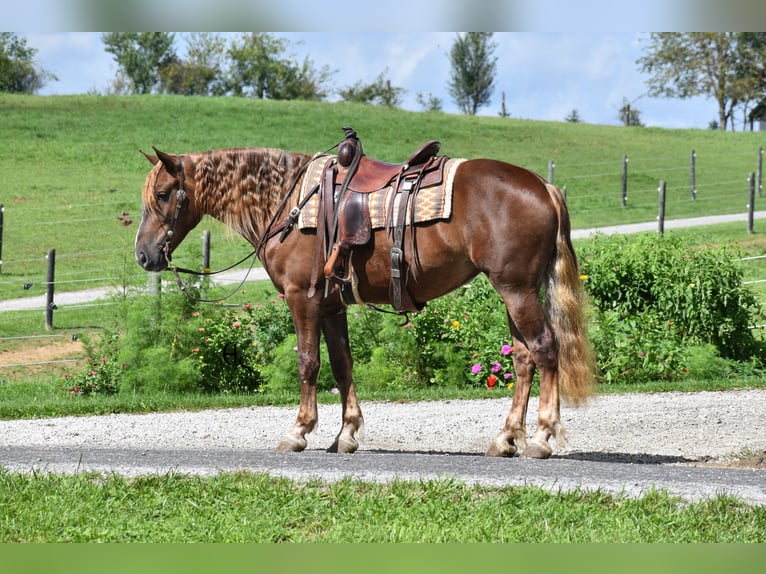 Draft Horse Mix Giumenta 4 Anni 163 cm Sauro scuro in Baltic