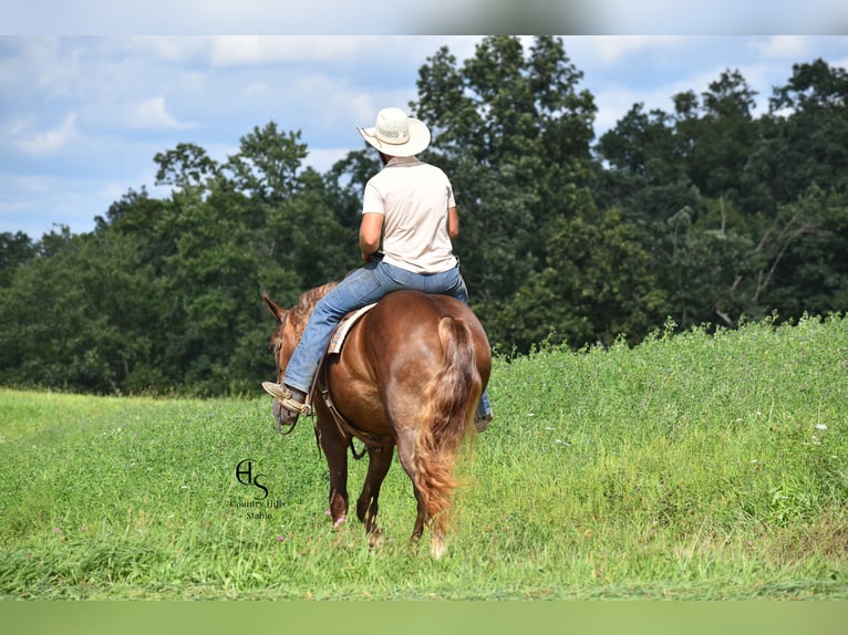 Draft Horse Mix Giumenta 4 Anni 163 cm Sauro scuro in Baltic