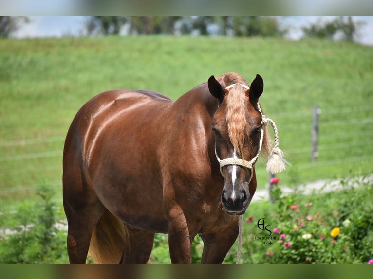 Draft Horse Mix Giumenta 4 Anni 163 cm Sauro scuro in Baltic