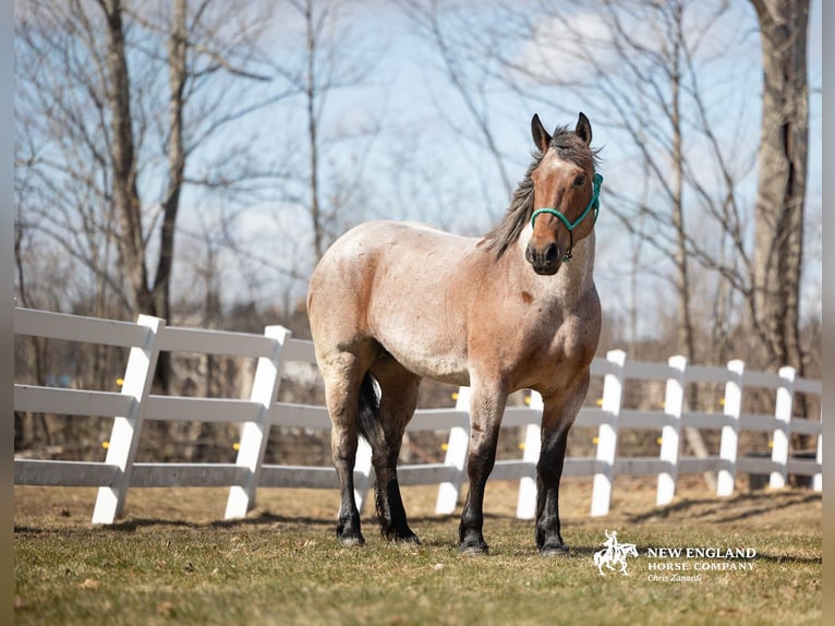 Draft Horse Mix Giumenta 4 Anni 170 cm Baio roano in Corinth