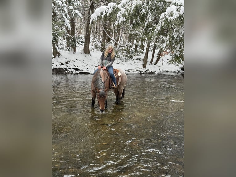 Draft Horse Mix Giumenta 4 Anni 170 cm Baio roano in Corinth