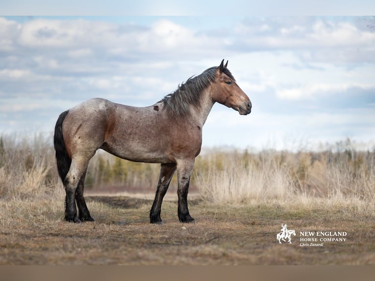 Draft Horse Mix Giumenta 4 Anni 170 cm Baio roano in Corinth