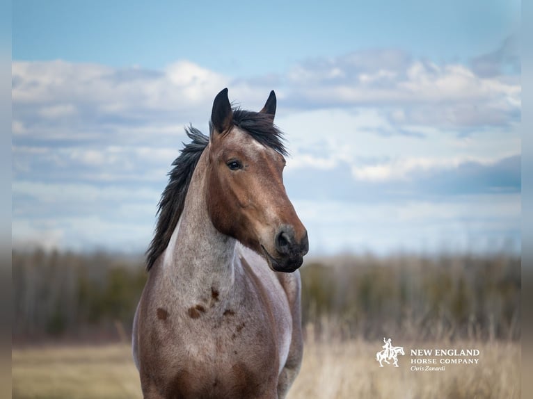 Draft Horse Mix Giumenta 4 Anni 170 cm Baio roano in Corinth