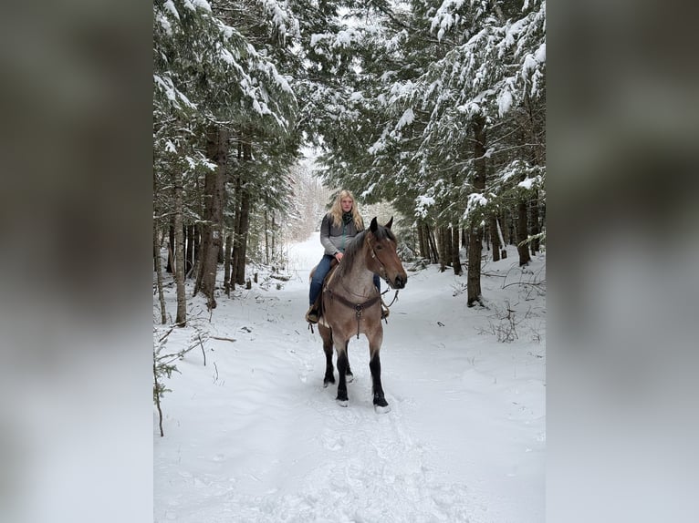 Draft Horse Mix Giumenta 4 Anni 170 cm Baio roano in Corinth
