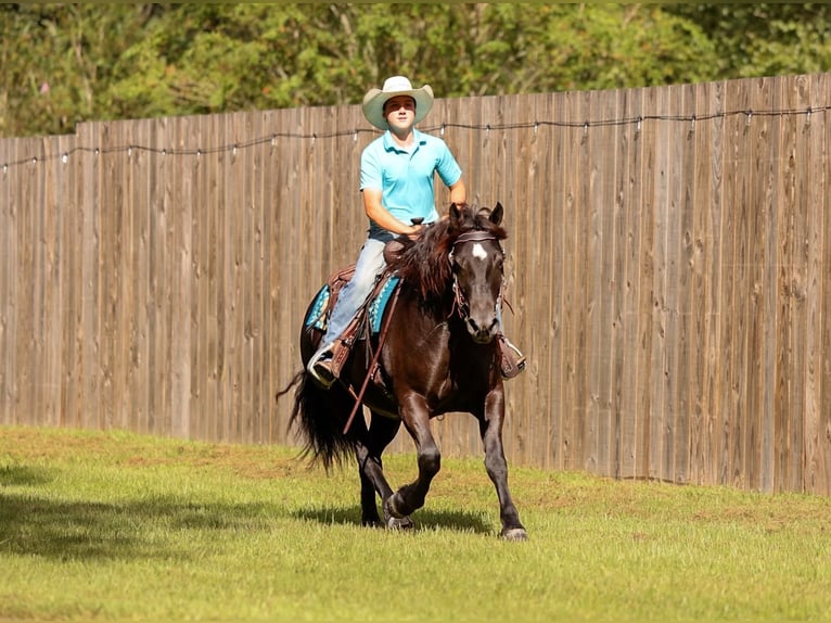 Draft Horse Mix Giumenta 4 Anni Morello in Ocala