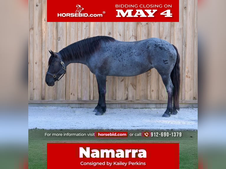 Draft Horse Mix Giumenta 4 Anni Roano blu in Adrian