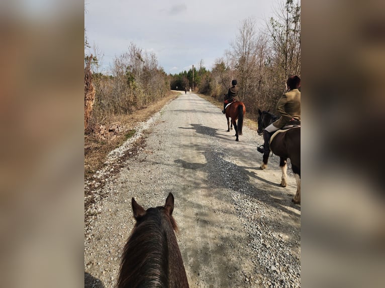 Draft Horse Mix Giumenta 4 Anni Roano blu in Adrian