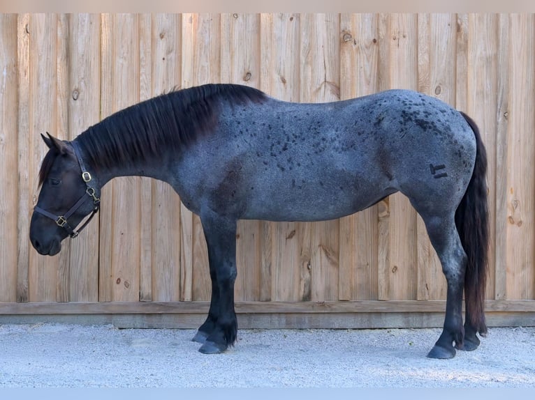 Draft Horse Mix Giumenta 4 Anni Roano blu in Adrian
