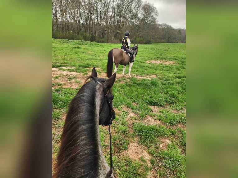 Draft Horse Mix Giumenta 4 Anni Roano blu in Adrian