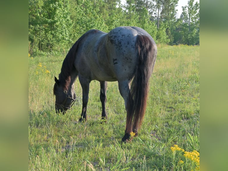 Draft Horse Mix Giumenta 4 Anni Roano blu in Adrian