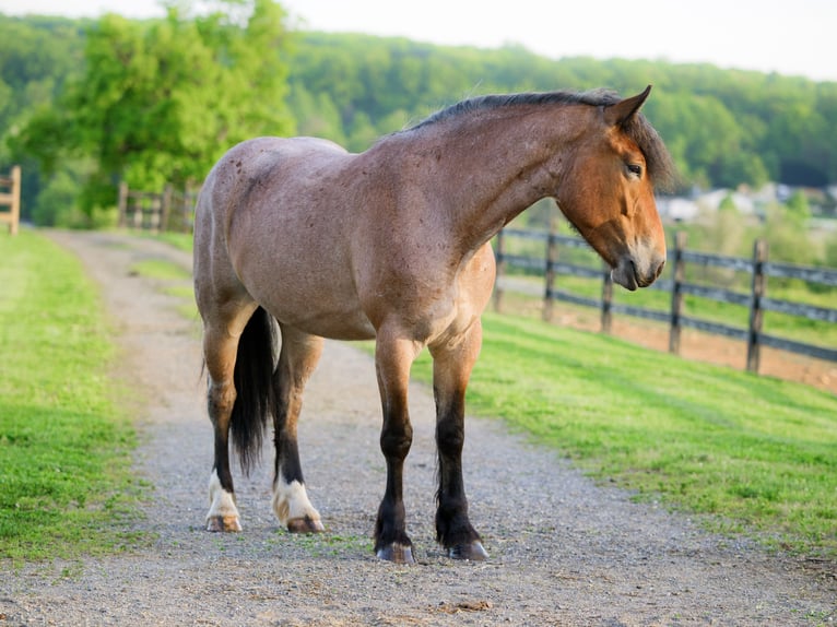 Draft Horse Mix Giumenta 4 Anni Roano rosso in Honey Brook