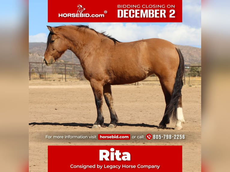 Draft Horse Mix Giumenta 5 Anni 140 cm Pelle di daino in Dewey, AZ