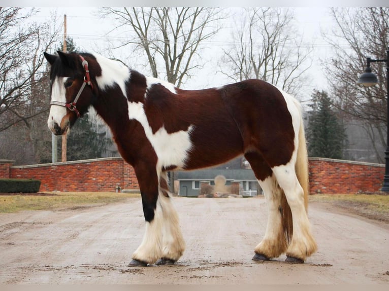 Draft Horse Giumenta 5 Anni 142 cm Tobiano-tutti i colori in Highland MI
