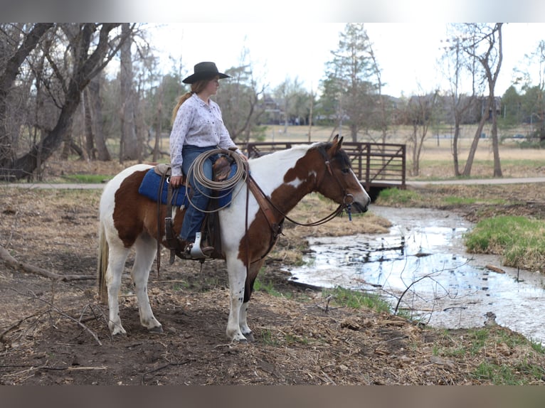 Draft Horse Mix Giumenta 5 Anni 145 cm Pezzato in Nunn