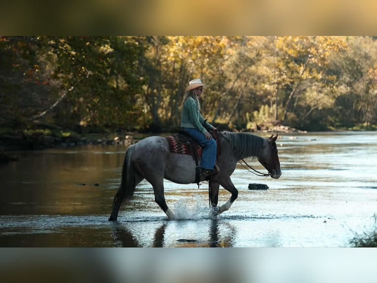 Draft Horse Mix Giumenta 5 Anni 152 cm Baio roano in Quitman