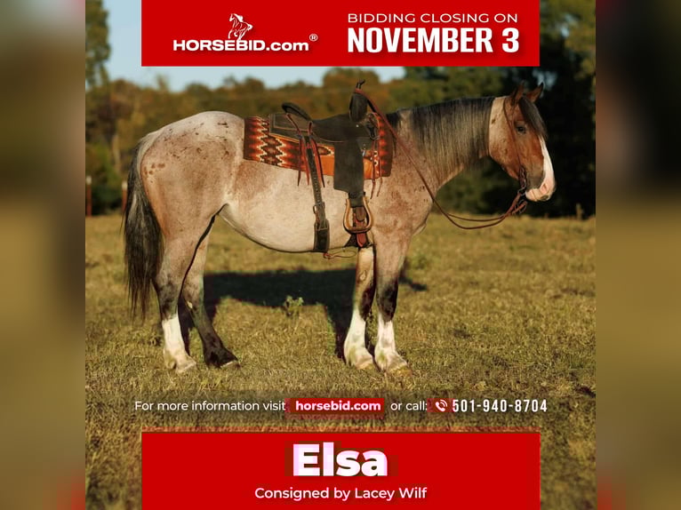 Draft Horse Mix Giumenta 5 Anni 152 cm Baio roano in Quitman