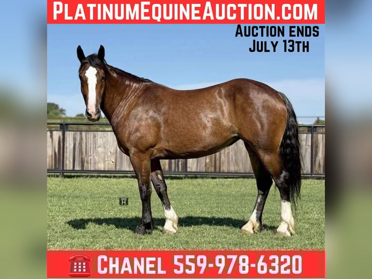 Draft Horse Giumenta 5 Anni 157 cm Baio ciliegia in Jacksboro, TX