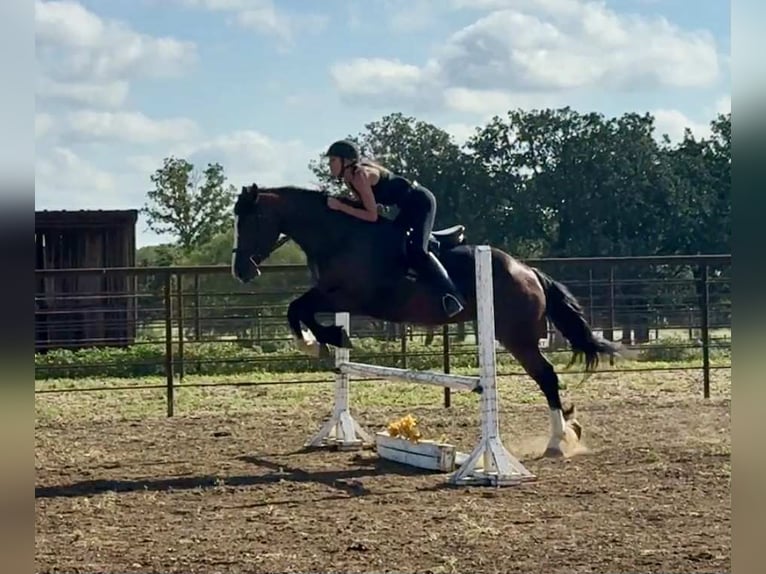 Draft Horse Giumenta 5 Anni 157 cm Baio ciliegia in Jacksboro, TX